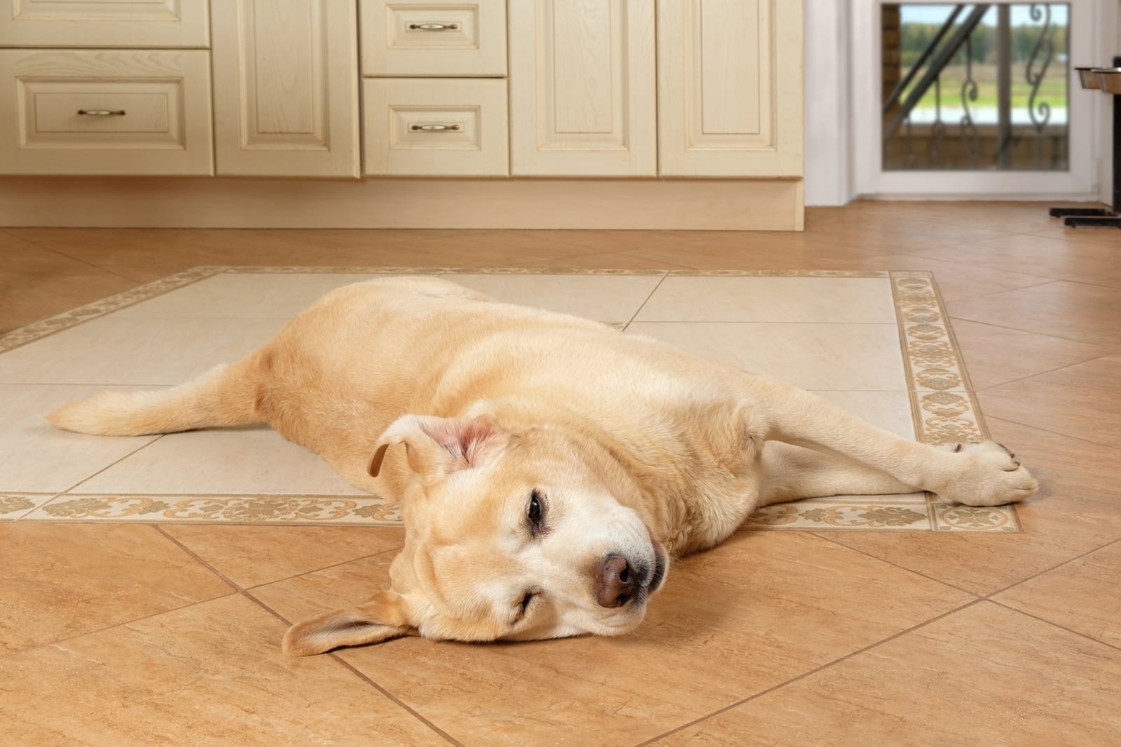 Labrador Sleeping Kitchen Tile