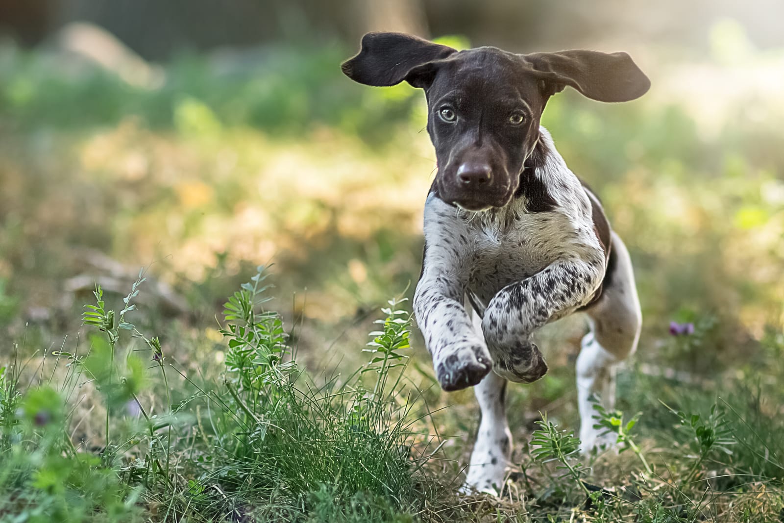 Pointer Puppy Running Garden