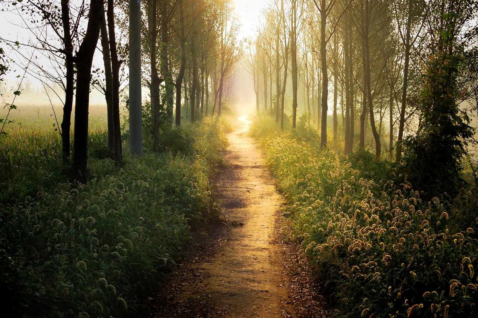 Sunlit Forest Path Morning